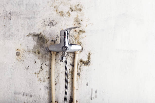 Best Professional Mold Removal  in Shannon, GA
