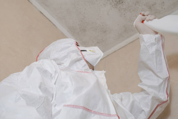 Professional Mold Removal in Shannon, GA