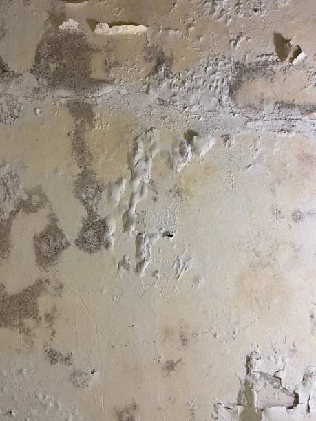 Best Black Mold Removal  in Shannon, GA