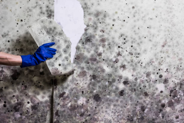 Best Mold Testing  in Shannon, GA