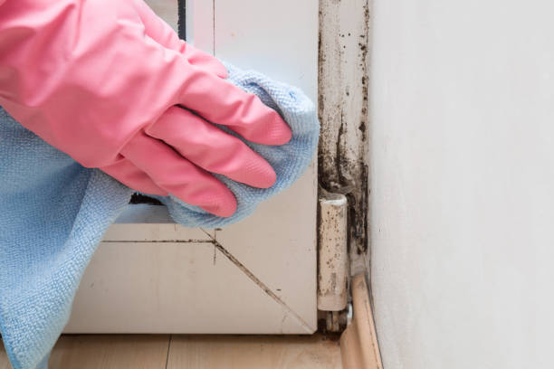 Best Commercial Mold Removal  in Shannon, GA